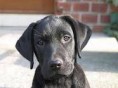 /album/labrador-retriever/imagesca2mjosd-jpg/
