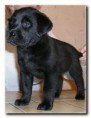 /album/labrador-retriever/imagescabwlu90-jpg/