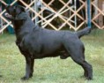 /album/labrador-retriever/imagescatk15my-jpg/