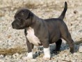 /album/pidbull/images1-jpg/